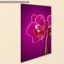 Mini orchid on pink background, πίνακας σε καμβά, κοντινό
