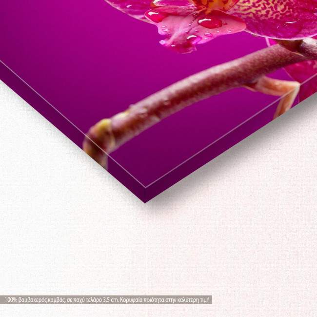 Canvas print Mini orchid on pink background, detail