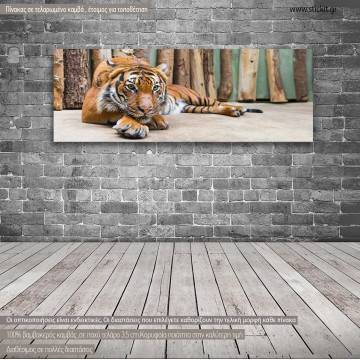 Πίνακας σε καμβά The tiger, πανοραμικός