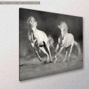 Canvas print white horses grayscale, side