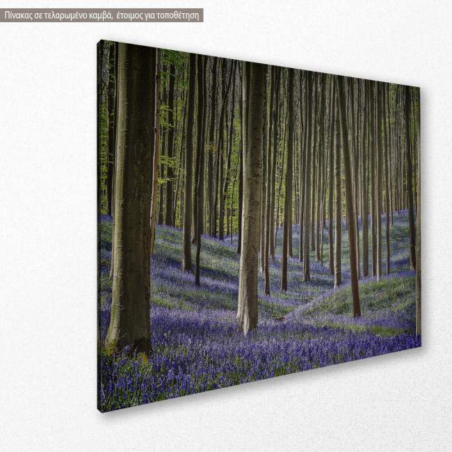 Forest with bluebell flowers, πίνακας σε καμβά, κοντινό
