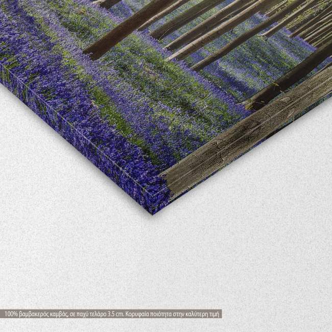 Canvas print Forest with bluebell flowers, detail