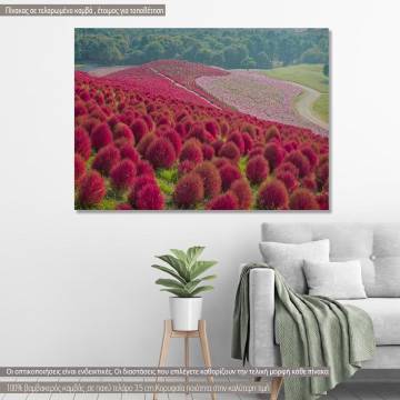 Πίνακας σε καμβά Kochia and flower field