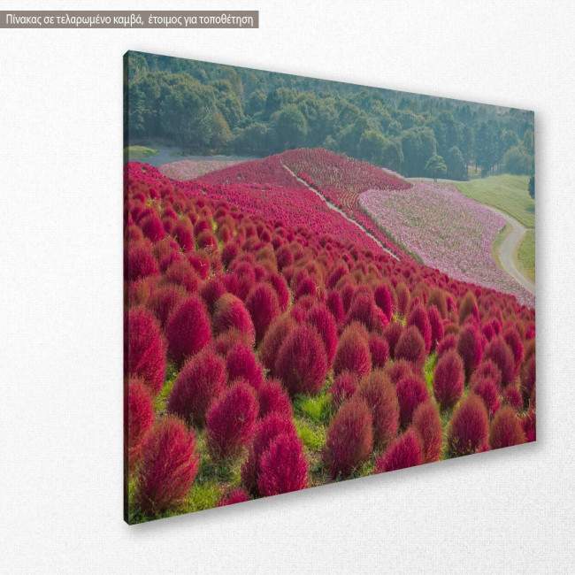 Canvas print Kochia and flower field, side
