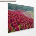 Canvas print Kochia and flower field, side