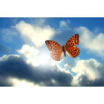 Wallpaper Butterfly in the sky 2