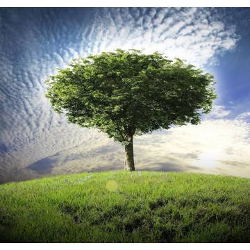 Wallpaper Lonely tree 2