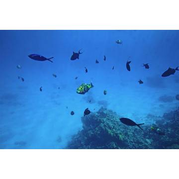 Wallpaper Underwater world 2