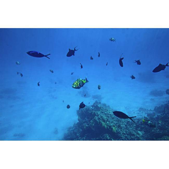 Wallpaper Underwater world