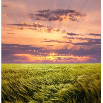 Wallpaper Green meadow 2