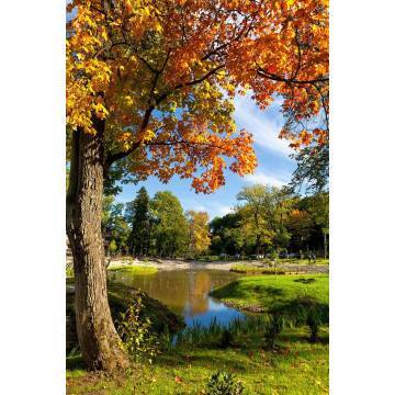 Ταπετσαρία τοίχου Tree pool 2