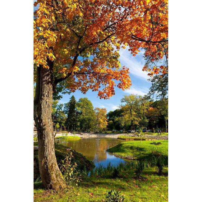 Tree pool, ταπετσαρία τοίχου φωτογραφική