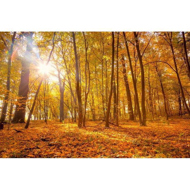 Wallpaper Autumn sun beams