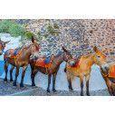 Wallpaper Donkeys in Santorini