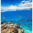 Wallpaper Underwater coral reef