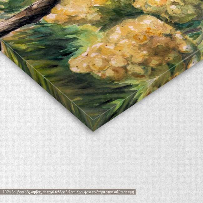 Canvas print  Vineyard, detail