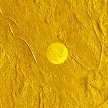 Room divider Rebirth 2