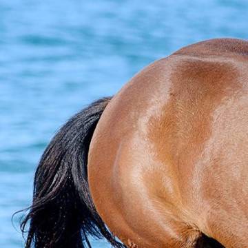 Room divider Horse in the water 2