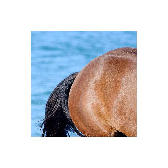 Παραβάν, Horse in the water