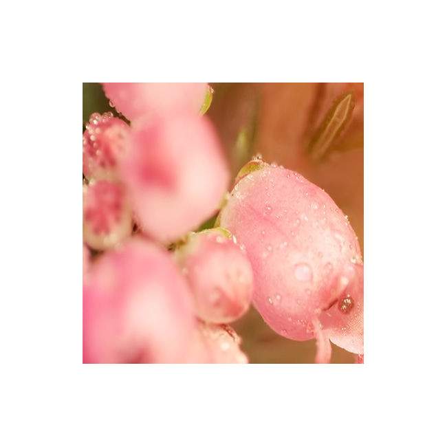 Room divider Heather flowers