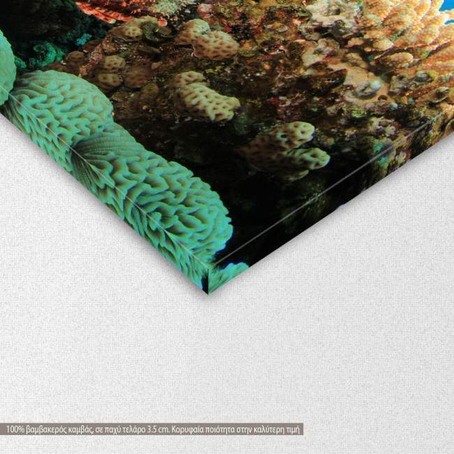 Coral reef, scorpionfish and scuba divers, πίνακας σε καμβά