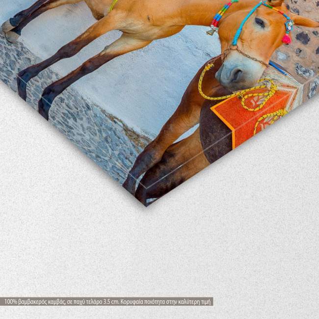 Canvas print Donkeys in Santorini, detail