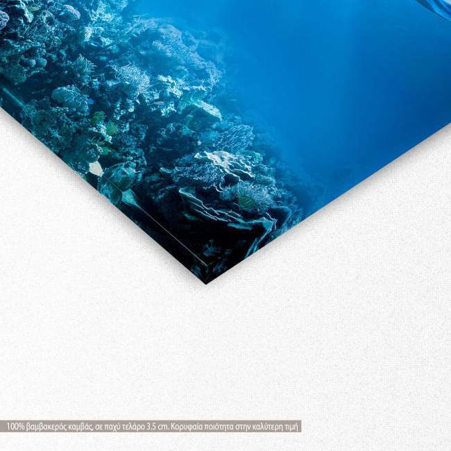 Canvas print Sea bottom, Underwater coral reef, detail