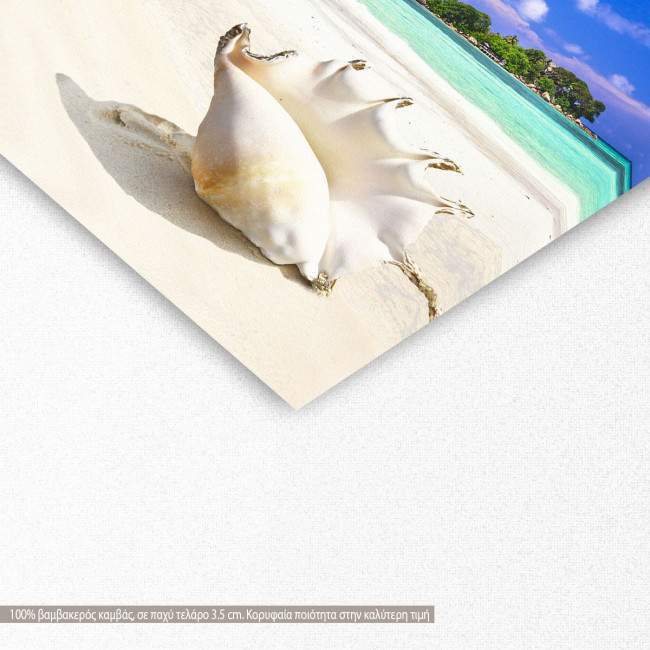 Canvas print Seashell in tropical island, detail