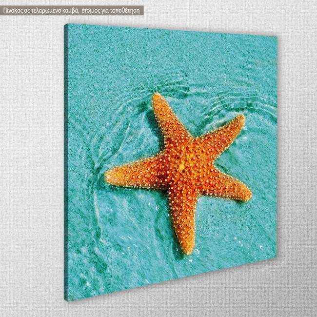 Πίνακας σε καμβά Αστερίας, Starfish sunbathing, κοντινό