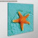 Canvas print Starfish sunbathing, side