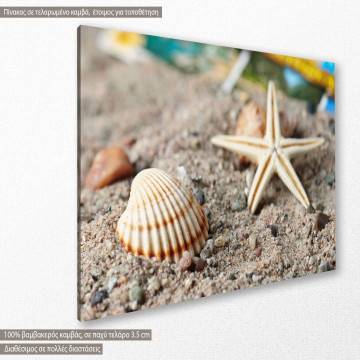 Πίνακας σε καμβά Αστερίας Starfish and snail shell Καμβάς τελαρωμένος Όψη 1 2