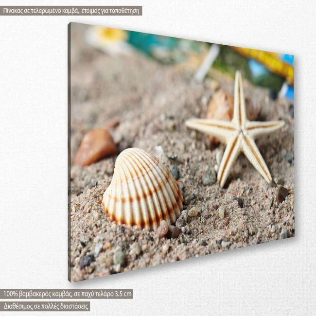 Starfish and snail shell, πίνακας σε καμβά, κοντινό