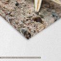 Canvas print  Starfish and snail shell, detail