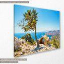 Canvas print  Historic ruin and pine tree, Rhodes, side