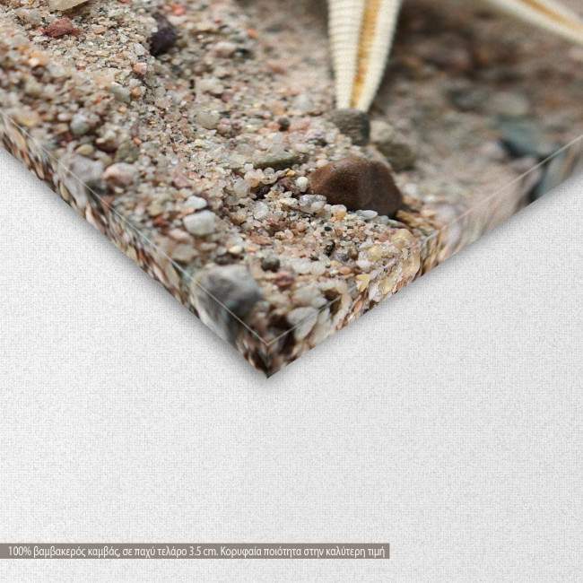 Starfish and snail shell, τρίπτυχος πίνακας σε καμβά, λεπτομέρεια