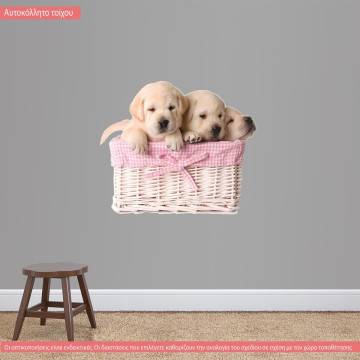 Kids wall stickers Gorgeous puppies  