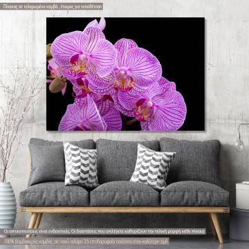 Canvas print, Orchids
