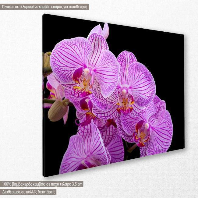 Canvas print, Orchids, side