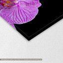 Canvas print, Orchids, detail