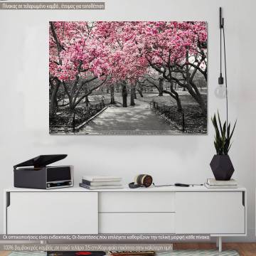 Πίνακας σε καμβά Ανθισμένα δέντρα, Pink Blossoms central park