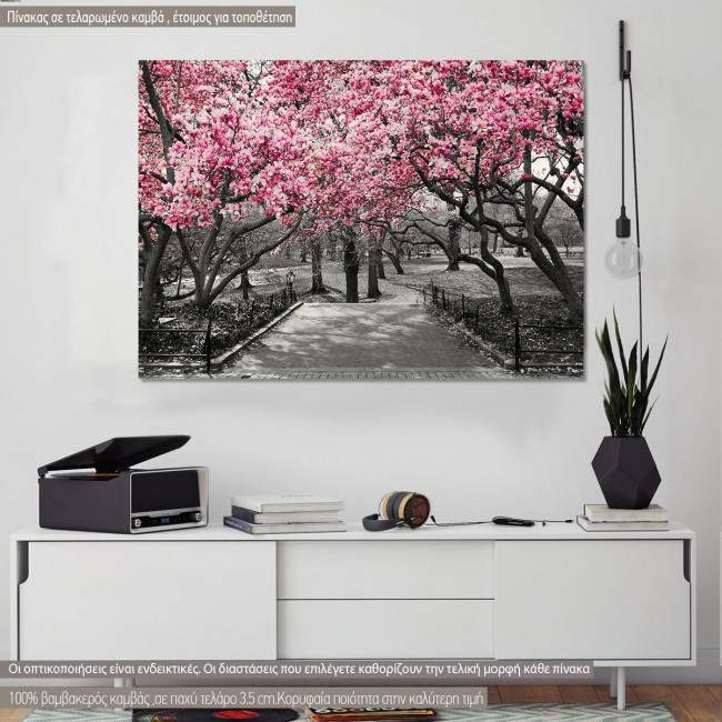 Canvas print Pink Blossoms central park