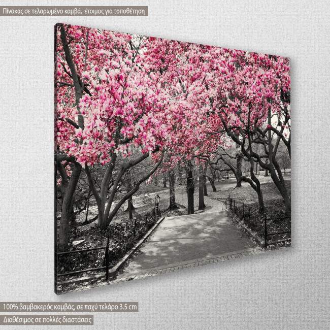 Canvas print Pink Blossoms central park, side