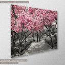 Canvas print Pink Blossoms central park, side