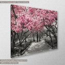 Πίνακας σε καμβά, Ανθισμένα δέντρα, Pink Blossoms central park, κοντινό