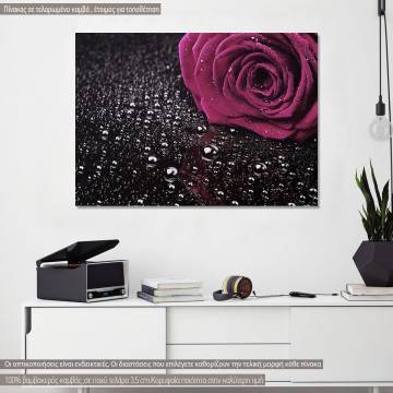 Canvas print Mauve Rose with water drops