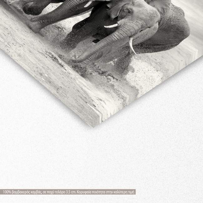 Πίνακας σε καμβά, Elephants, γωνία