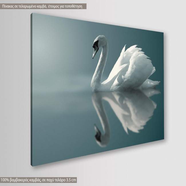 Canvas print Swan, Swan reflections, side