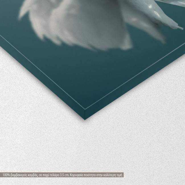 Canvas print Swan, Swan reflections, detail