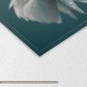 Canvas print Swan, Swan reflections, detail
