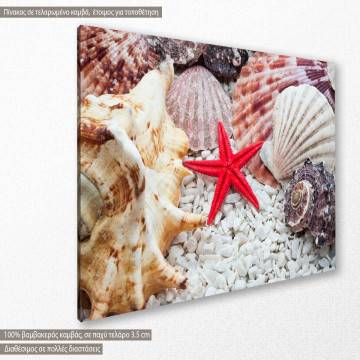 Canvas print, Red starfish and shells 2